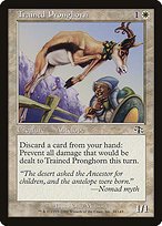 Glossy Finish Judgment Trained Pronghorn ( #30 )